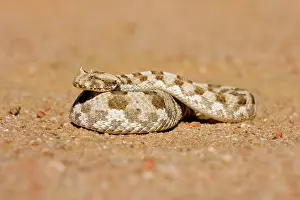 Adders: Horned Adder - In defensive coil