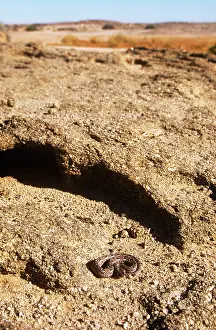 Cornuta: Many Horned Adder - desert habitat