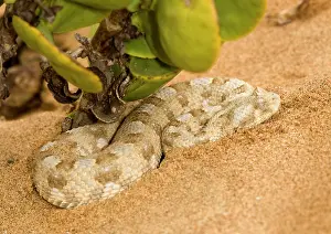 Adders: Horned Adder - In its Dune Environment - With blue