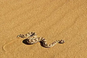 Adders: Horned Adder - Moving across the desert sands -