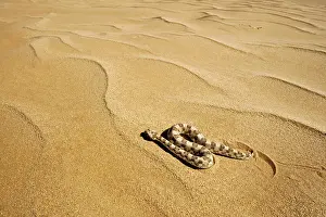 Adders: Horned Adder - Moving across the desert sands -