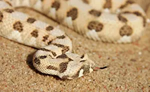 Forked: Horned Adder - Its venom is mild and not fatal in humans