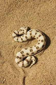 Caudalis: Horned Adder - Its venom is mild and not fatal in humans