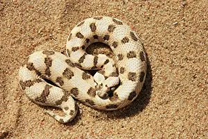 Caudalis: Horned Adder - Its venom is mild and not fatal in humans