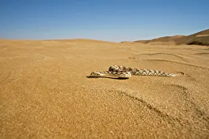 Adders: Horned Adder - Wide Angle shot depicting the adder
