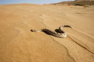 Adders: Horned Adder - Wide Angle shot depicting the adder