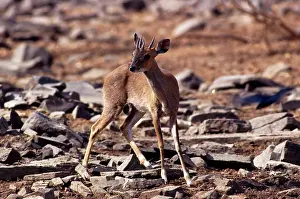 Joanna Van Gruisen: Four horned ANTELOPE Chousingha - male