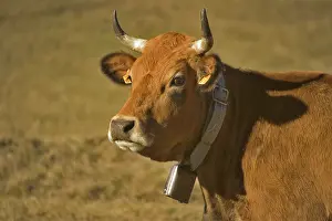 Beef: Horned Beef Cow