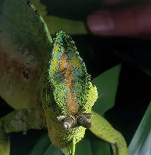 Quadricornis: Four Horned Chameleon