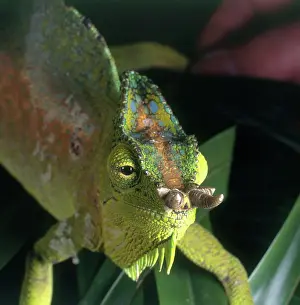 Quadricornis: Four Horned Chameleon