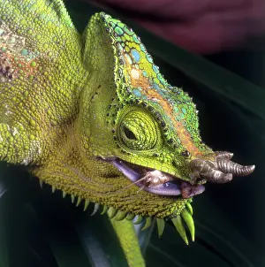 Quadricornis: Four Horned Chameleon