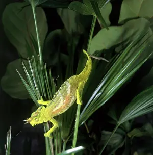 Quadricornis: Four Horned Chameleon