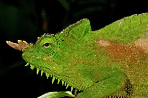 Trioceros: Four Horned Chameleon, Trioceros (Chamaeleo)