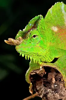 Trioceros: Four Horned Chameleon, Trioceros (Chamaeleo)