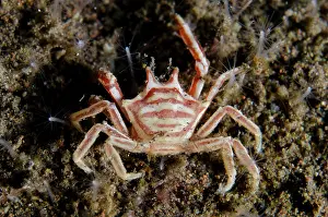 010821: Horned Crinoid Crab - Seraya dive site, Seraya