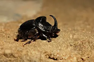 Horned: Horned Dung Beetle