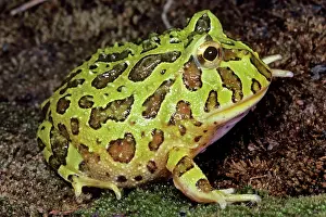 Ceratophrys: Horned FROG