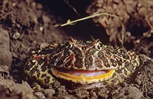 Ceratophrys: Horned Frog