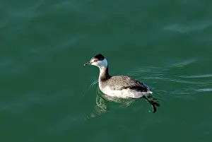 Auritus: Horned Grebe