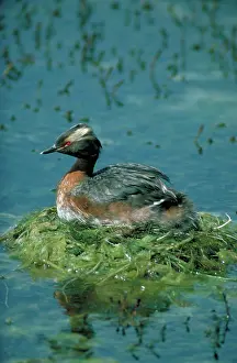 Podicipedidae: Horned Grebe