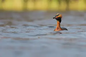 Slavonian: Horned Grebe