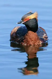 Slavonian: Horned Grebe