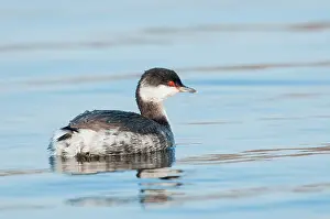Auritus: Horned Grebe