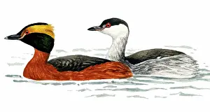 Auritus: Horned Grebe
