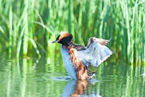 Slavonian: Horned Grebe
