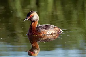 Podicipedidae: Horned Grebe