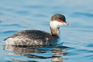 Podiceps: Horned Grebe