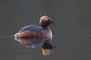 Vaermland: Horned Grebe - adult in breeding plumage on water