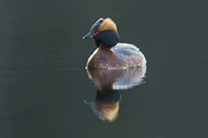 Vaermland: Horned Grebe - adult in breeding plumage on water