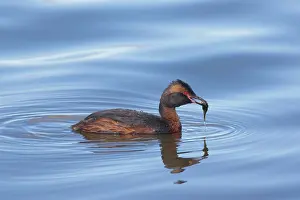 Podiceps: Horned Grebe - Podiceps auritus, adult bird with
