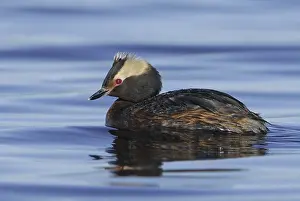 Alberta: Horned Grebe (Podiceps auritus), Alberta, Canada