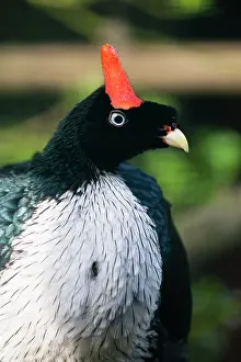 290820: Horned Guan, portrait, controlled conditions, native