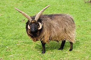 Kilda: Four horned Hebridian / St Kilda sheep
