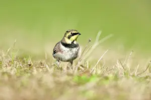 Dike: Horned Lark