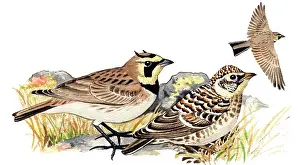 Larks: Horned Lark