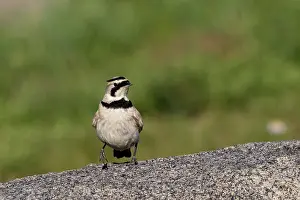 Alaulidae: Horned Lark