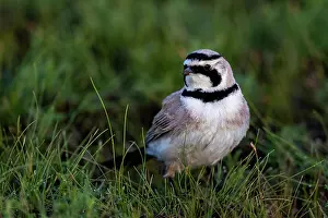 Alaulidae: Horned Lark