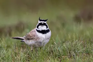 Chant: Horned Lark