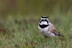 Alaulidae: Horned Lark