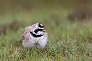 Toilettage: Horned Lark