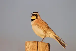 Larks: Horned Lark - adult in breeding plumage