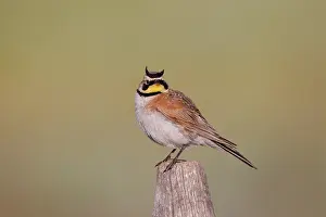 Larks: Horned Lark - adult in breeding plumage