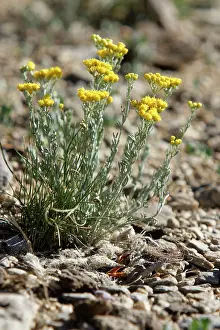 Larks: Two Horned Lark chicks - in nest below Tanacetum