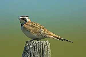 Lark: Horned Lark (Eremophila alpestris)