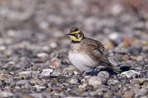 Larks: Horned Lark Eremophila alpestris Foraging along Connec