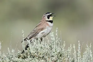Larks: Horned Lark - Eremophila alpestris - Singing from